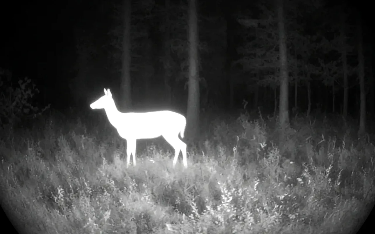 Wildlife seen through a thermal imager